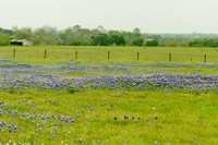 040315_Bluebonnets-19