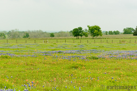 040315_Bluebonnets-24