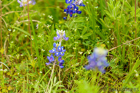040315_Bluebonnets-25